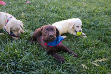 Cachorros de Aduanas: los pilares del combate contra el tráfico ilícito