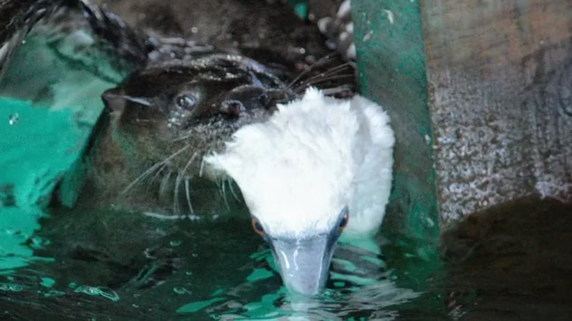 ¿Cambio de menú? Inédito ataque de una nutria marina a un piquero desconcierta a los investigadores