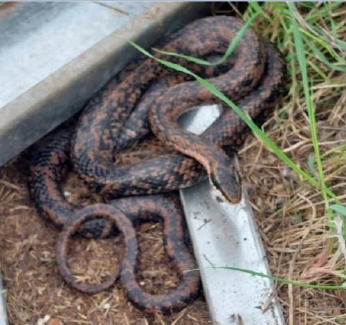 Encuentran tres culebras bajo una casa en El Yali