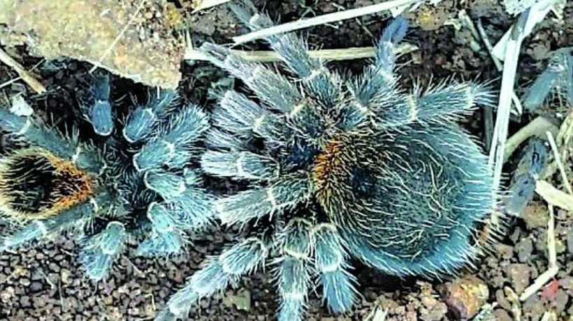 Descubren en San Juan y Cartagena una nueva especie de tarántula