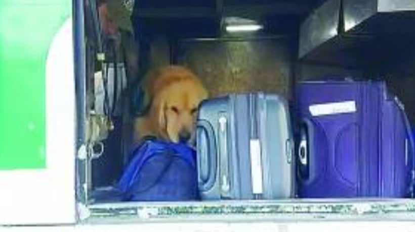 Perro del OS-7 delató a pasajero que llevaba drogas en un bus